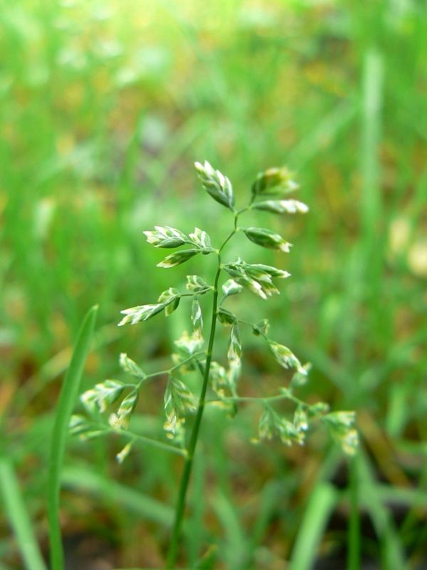 Image of Poa annua specimen.