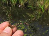 Elodea canadensis. Вынутое из воды растение с пестичным цветком. Нидерланды, провинция Groningen, окр. деревни Noordlaren, мелиоративный канал у озера Zuidlaardemeer. 23 августа 2009 г.