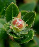 Rhododendron hirsutum. Верхушка побега с цветочной почкой. Германия, г. Крефельд, Ботанический сад. 06.09.2014.