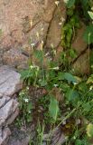 Parnassia laxmannii