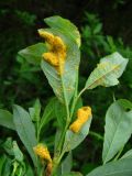 Salix phylicifolia