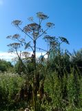 Heracleum sosnowskyi