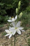 Anthericum liliago