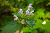 Galeopsis tetrahit. Верхушка цветущего растения. Новгородская обл., Боровичский р-н, западнее г. Боровичи, просека под ЛЭП. 15.08.2015.