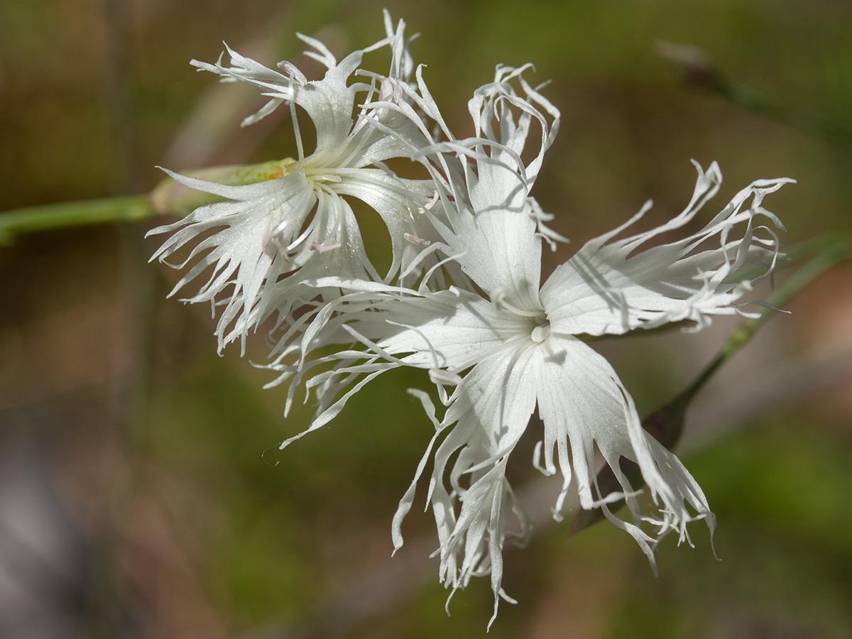 Изображение особи Dianthus borussicus.