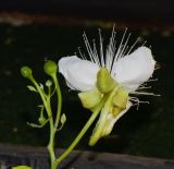 Capparis cartilaginea