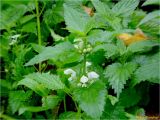 Lamium album