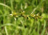 Carex spicata