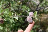 Amygdalus bucharica. Верхушка ветви с плодами. Узбекистан, Кашкадарьинская обл., Китабский р-н, перевал Тахтакарача, 1650 м н.у.м. 31 мая 2013 г.