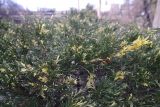Juniperus sabina. Часть побега (культивар 'Variegata'). Украина, г. Киев, дендропарк, в культуре. 15.03.2017.