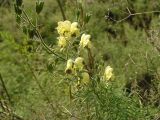 Aconitum anthoroideum. Верхушка цветущего и плодоносящего растения. Республика Хакасия, гора Самохвал, восточный склон. 18 августа 2006 г.