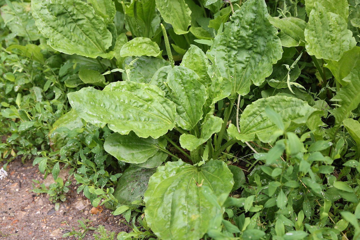 Изображение особи Plantago major.