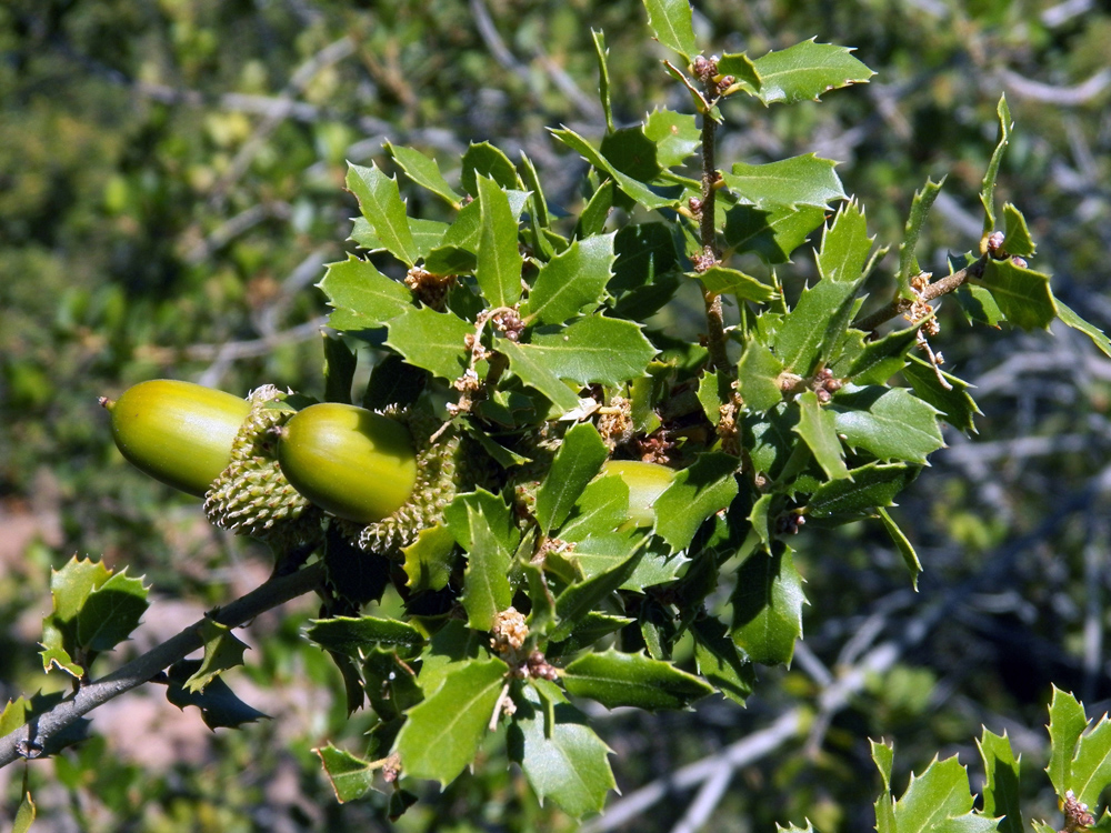 Изображение особи Quercus coccifera.