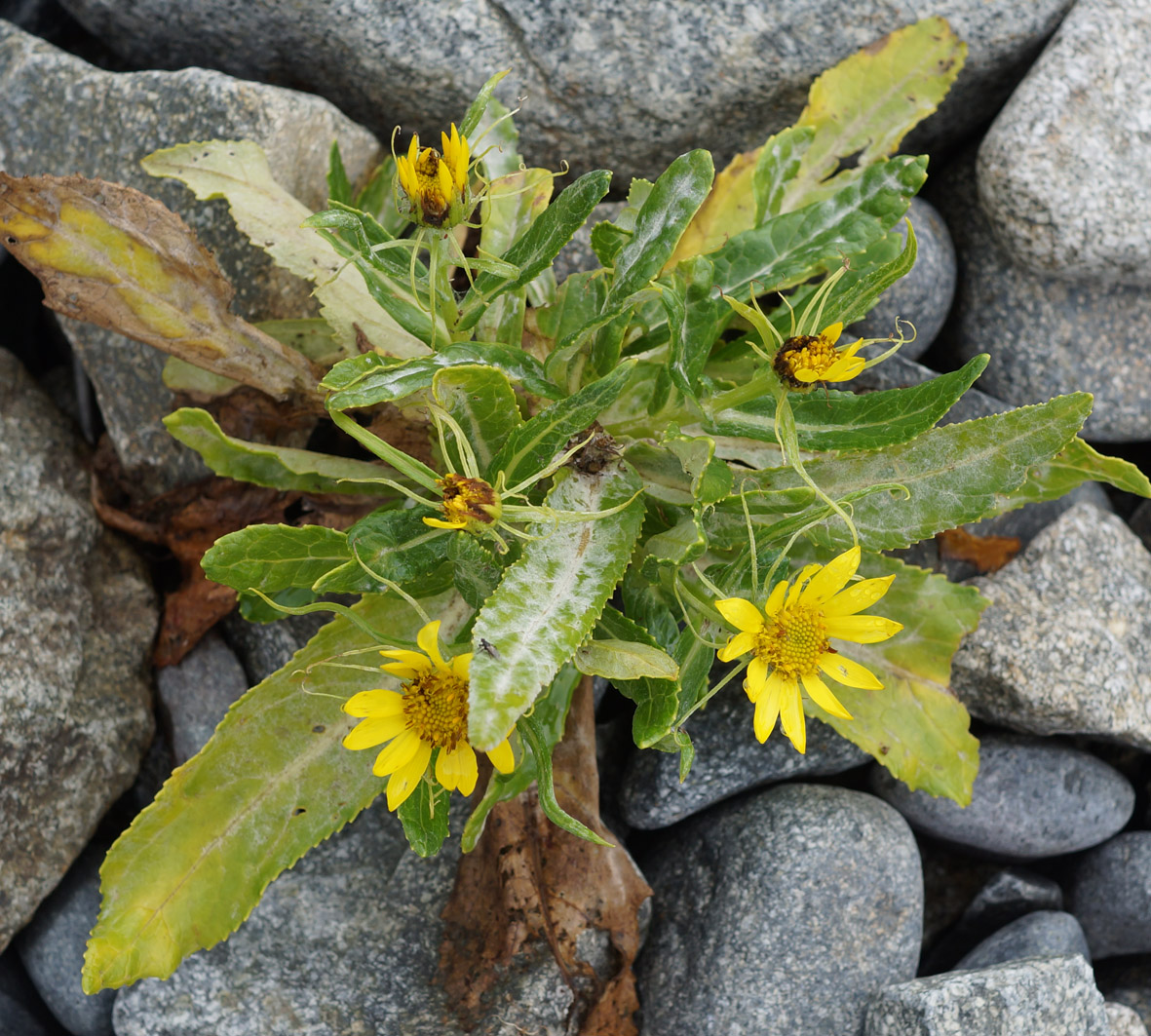 Изображение особи Senecio pseudoarnica.