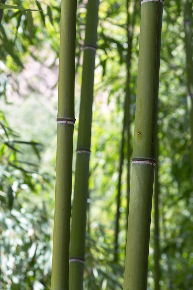 Изображение особи род Phyllostachys.