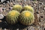 Echinocactus grusonii