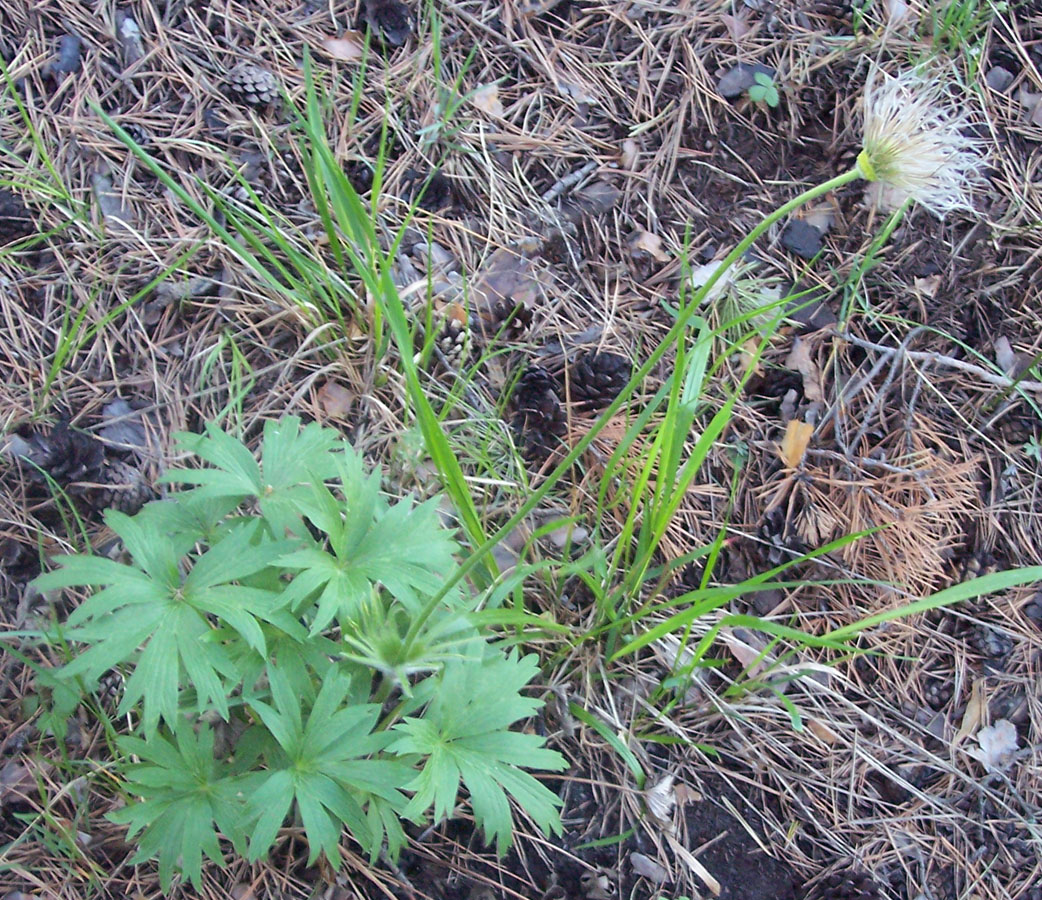 Изображение особи Pulsatilla patens.