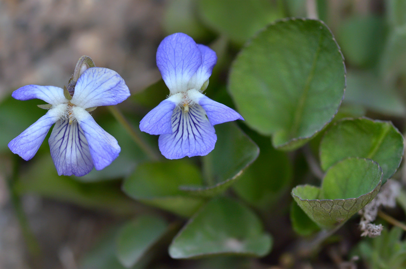 Изображение особи Viola rupestris.