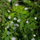 Stellaria graminea