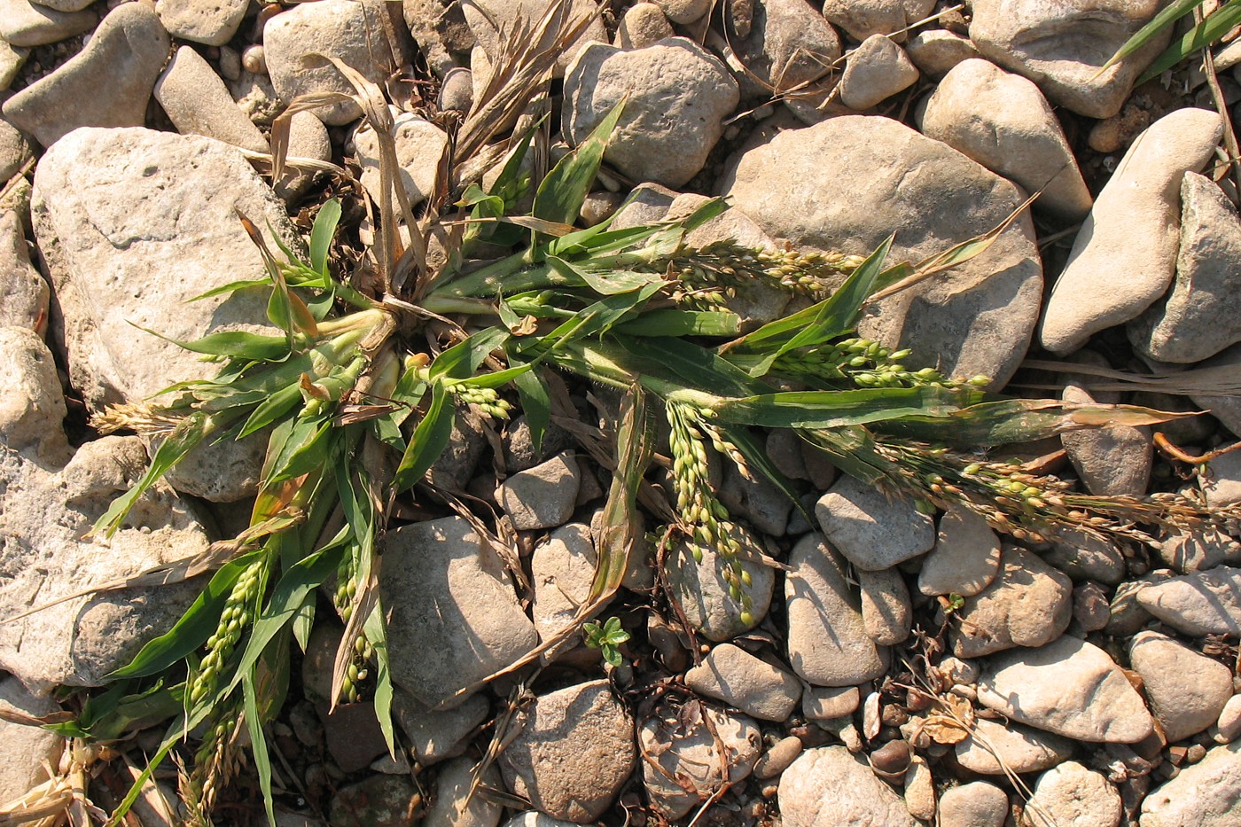 Изображение особи Panicum miliaceum ssp. ruderale.