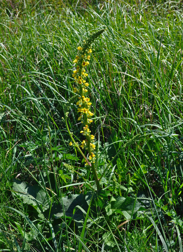 Изображение особи Verbascum nigrum.