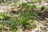 Carex digitata