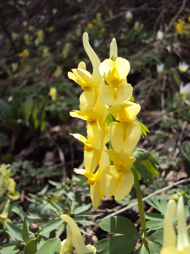 Изображение особи Corydalis bracteata.