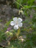 Geranium kemulariae