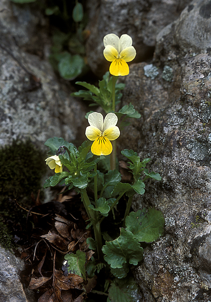 Изображение особи Viola tricolor ssp. alpestris.