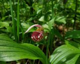 Cypripedium guttatum