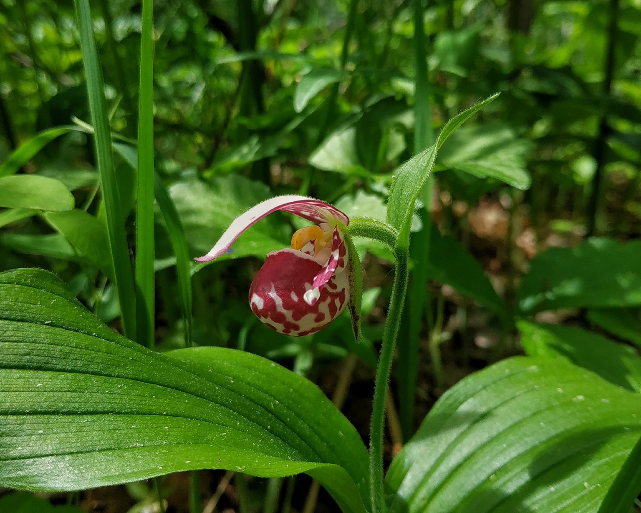 Изображение особи Cypripedium guttatum.