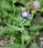 Nonea versicolor