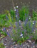 Echium vulgare. Цветущее растение с кормящимися боярышницами. Алтай, Шебалинский р-н, долина р. Сема, каменистый берег реки. 22.06.2019.