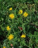 Hieracium umbellatum