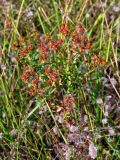 Hypericum perforatum