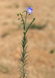 Linum amurense