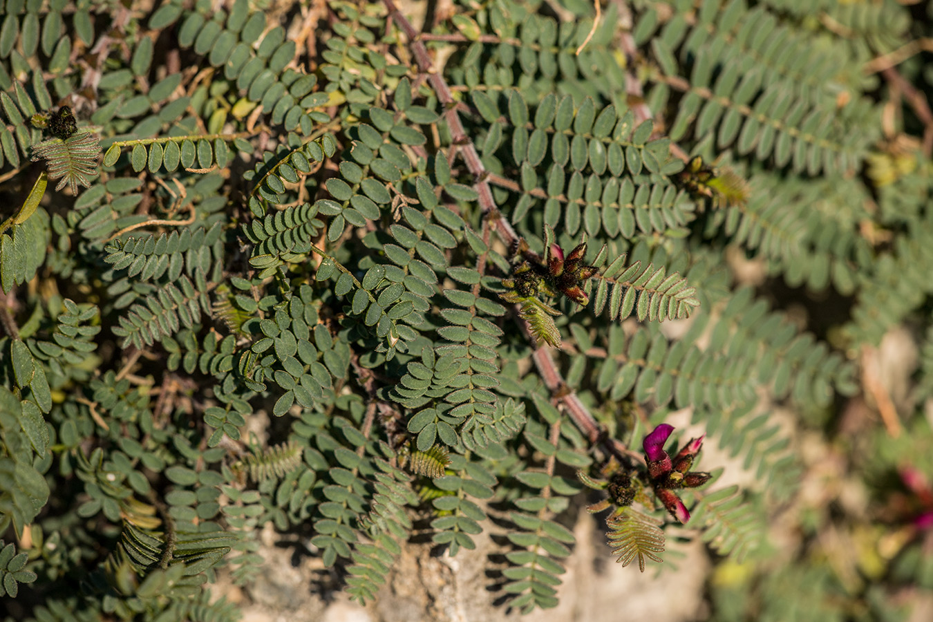 Изображение особи Astragalus humifusus.