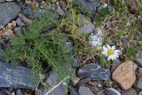 Pyrethrum abrotanifolium