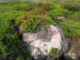 Empetrum hermaphroditum. Заросли в кустарничковой тундре. В незащищённых от холода местах открытые ветви растений часто погибают. В верхней части снимка видны заросли берёзового ерника. Кольский п-ов, Восточный Мурман, долина р. Трящины. 22.07.2009.