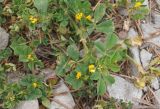 Medicago denticulata. Часть растения с соцветиями и плодами. Крым, городской округ Алушта, мыс Плака, щебнистая скала. 01 мая 2021 г.