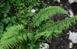 Polystichum braunii. Спороносное растение в сообществе с Rubus и Geranium. Грузия, Имеретия, окр. водопада Ламина, широколиственный лес, каменистый участок склона. 15.06.2023.