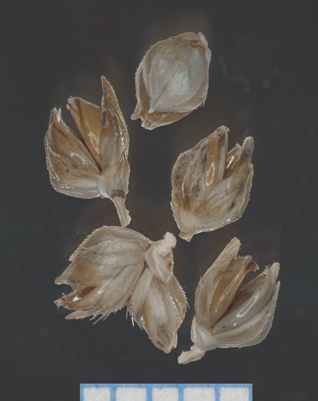Изображение особи Echinochloa esculenta.