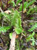 Pedicularis lapponica