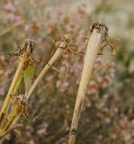 Tragopogon dubius подвид major. Верхушки сухих отплодоносивших побегов. Оренбургская обл., Соль-Илецкий ГО, окр. с. Михайловка, дол. р. Бердяевка, вершина Змеиной горы. 5 сентября 2023 г.