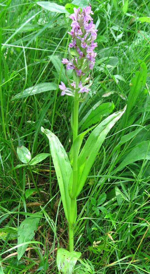 Изображение особи Dactylorhiza incarnata.