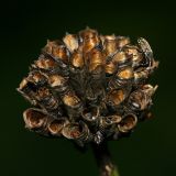 Trollius europaeus. Раскрывшийся плод. Республика Татарстан, Волжско-Камский заповедник. 16.07.2011.