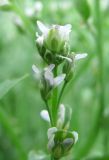 Lepidium sativum