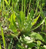 Hypochaeris radicata