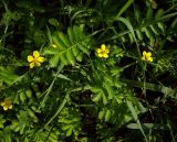 Potentilla anserina. Цветущее растение. Курская обл., Железногорский р-н, пос. Михайловский, дачи Рясник 2. 23 июля 2007 г.