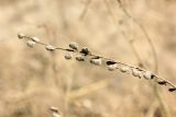 Psoralea drupacea. Соплодие. Узбекистан, г. Ташкент, Актепа Юнусабадский, 18.09.2012.